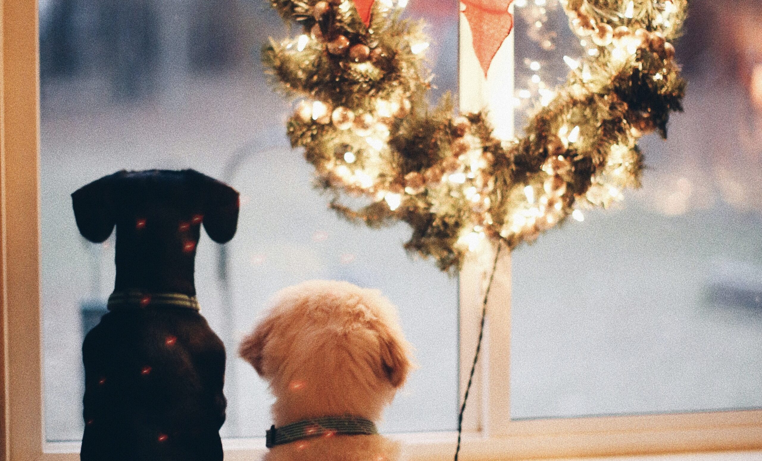 The Fragile Heart’s Guide to Surviving the Holidays